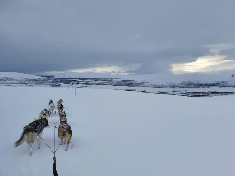 Dogsledding tours in the winter