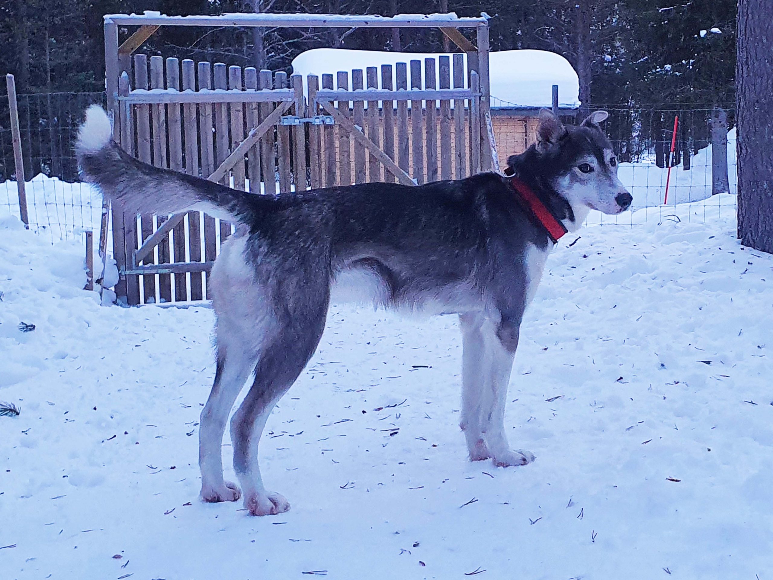 Blue, sled dog