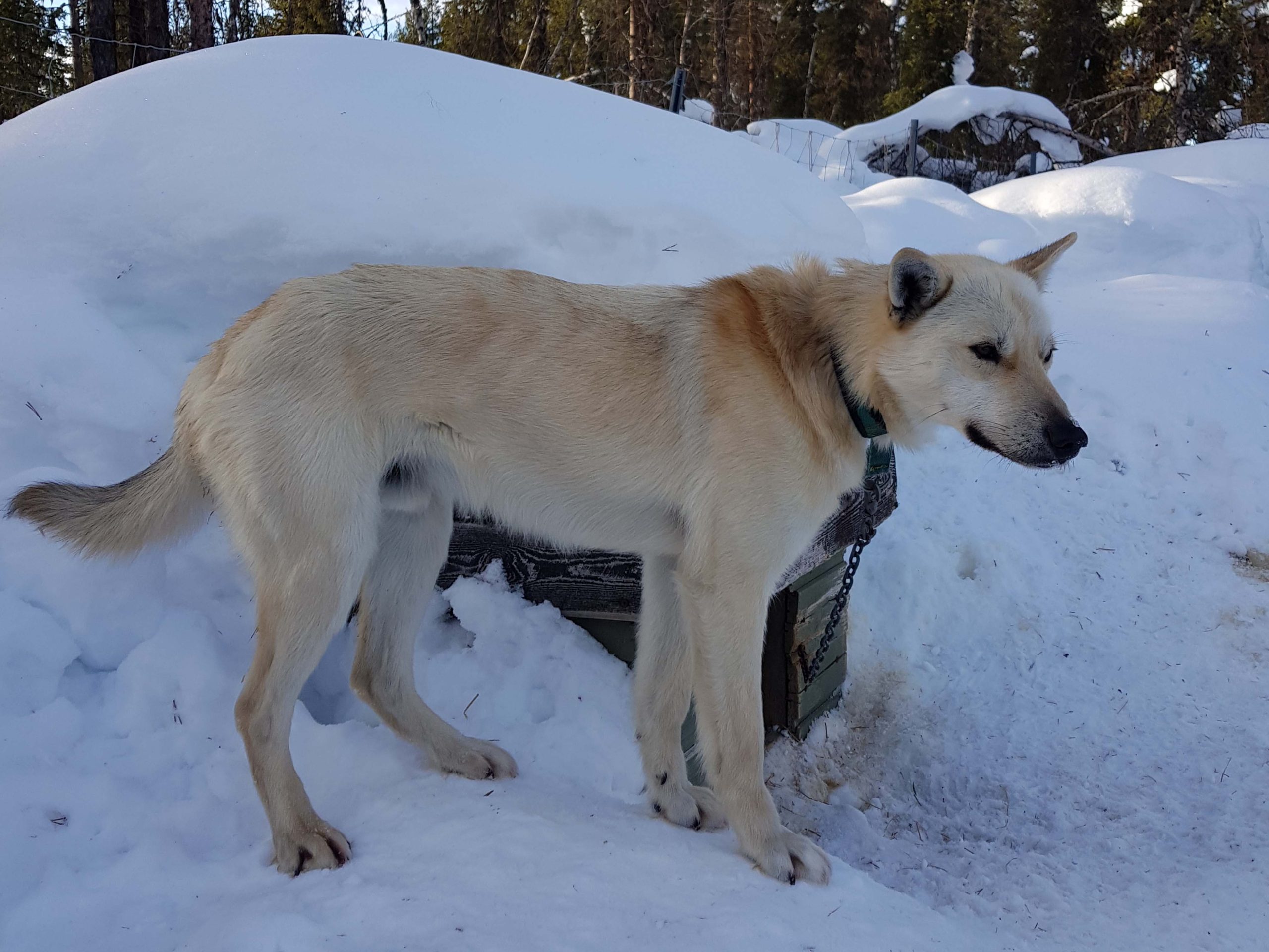 Floki, sled dog