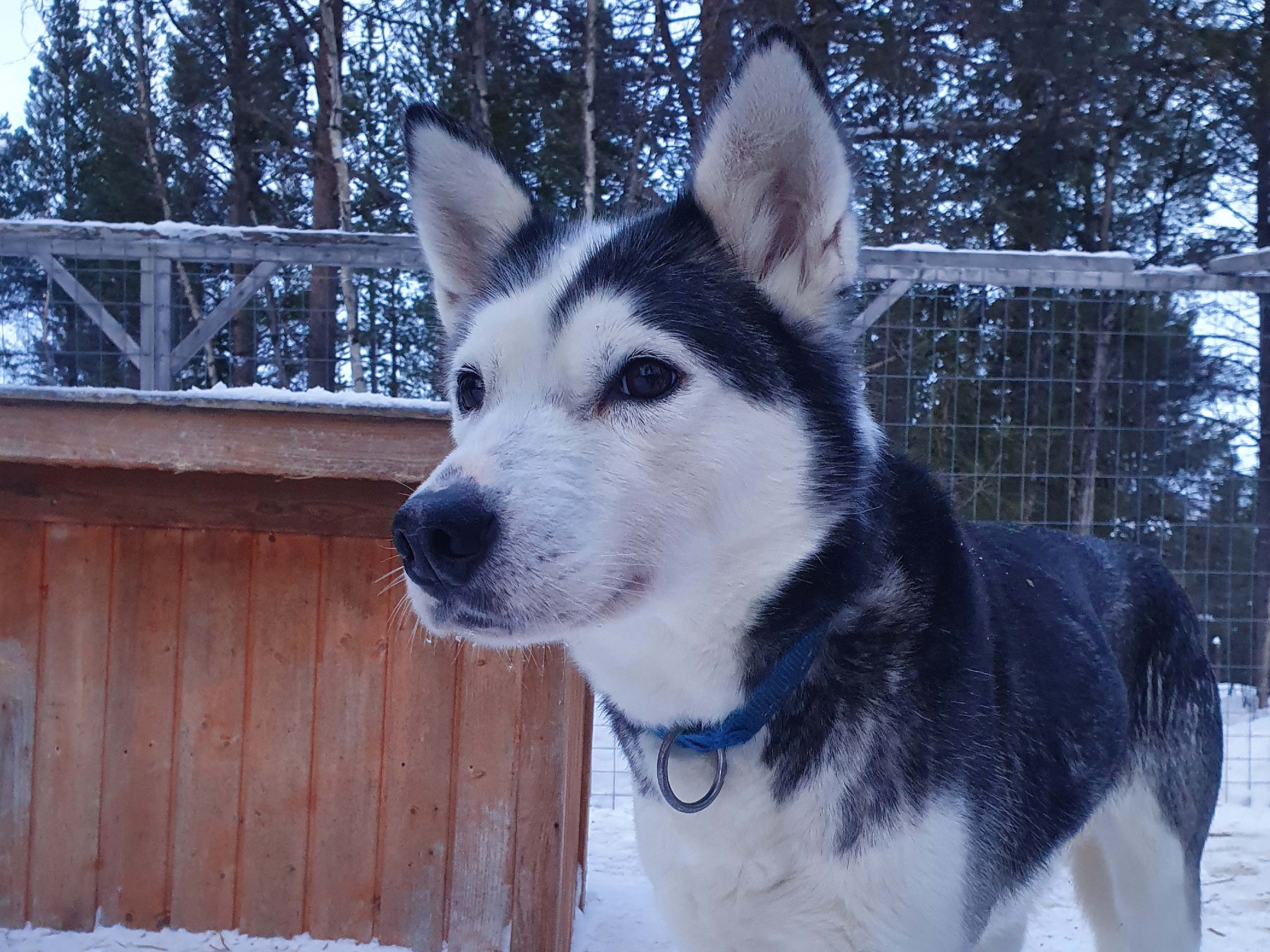 Gyda, sled dog