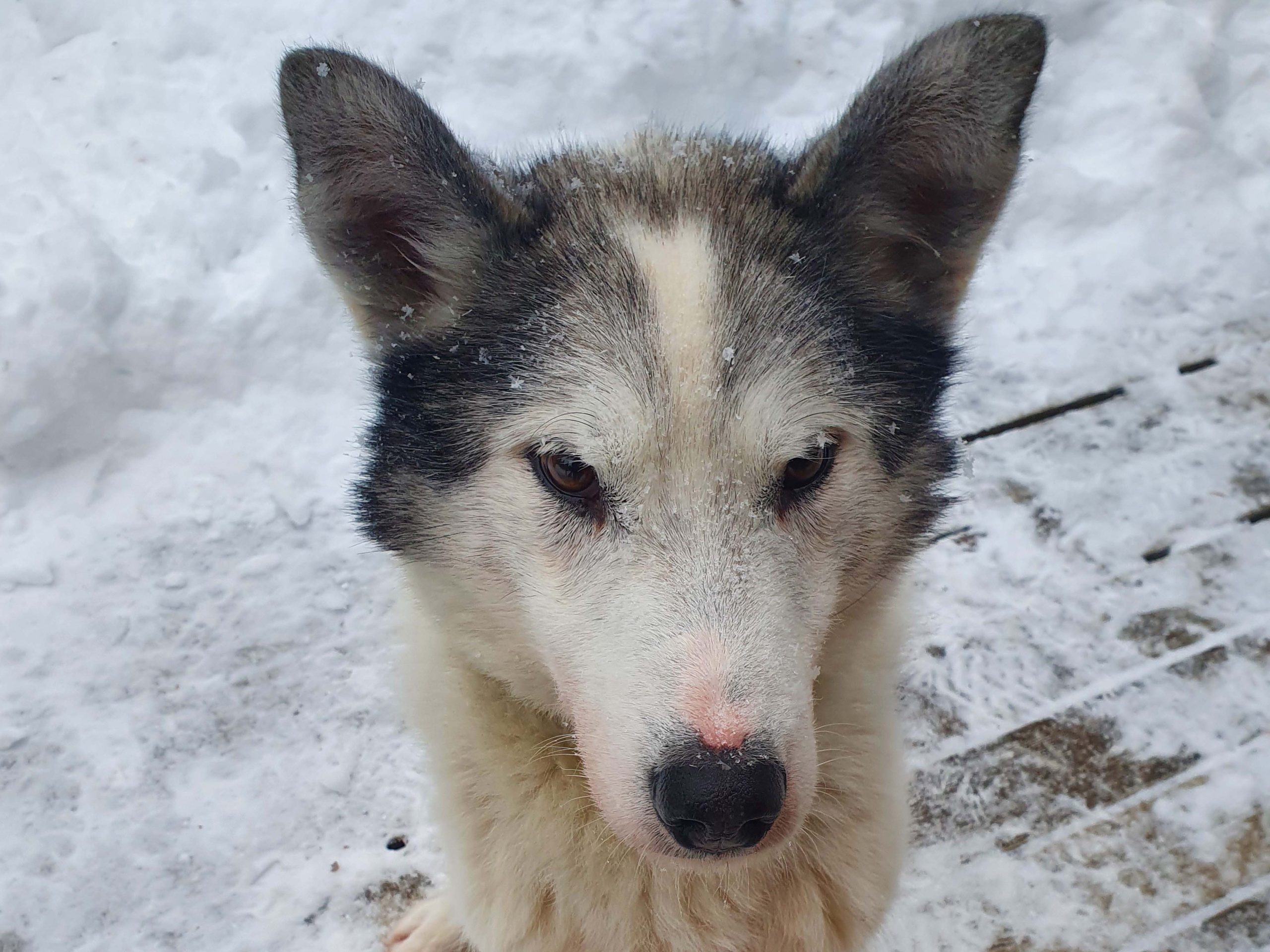 Odin, sled dog