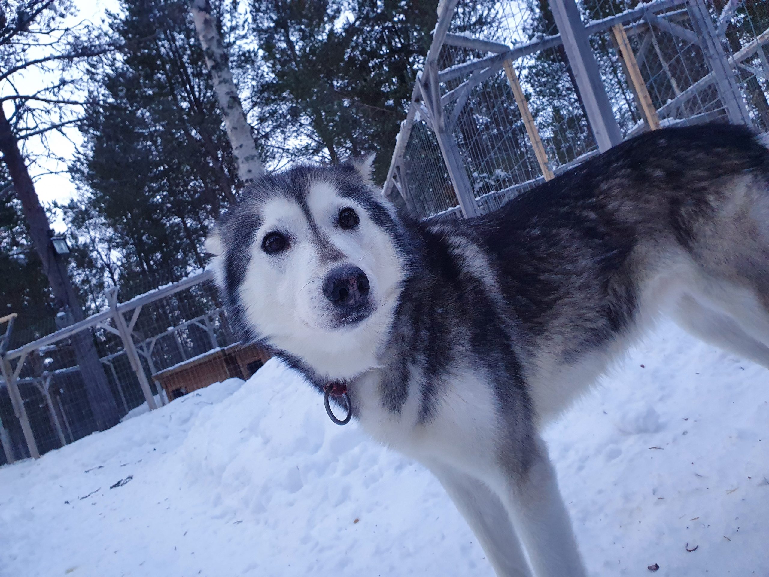 Taika, sled dog