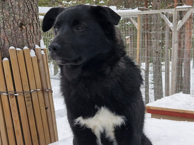 Olaf